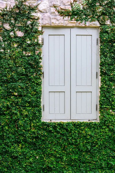 Altes Holzfenster mit grüner Pflanze wächst — Stockfoto