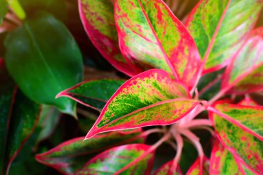 Kırmızı ve yeşil yaprak yakın çekim