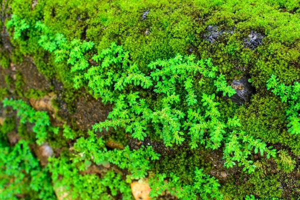 Зеленый мох на скале в лесу — стоковое фото