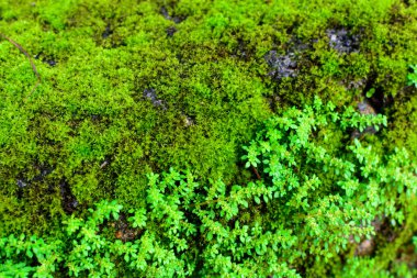 Ormandaki kayanın üzerinde yeşil yosun