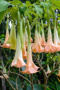 Brugmansia veya melekler trompet