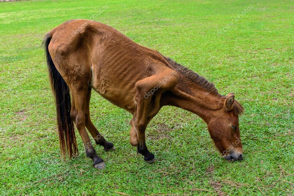 Gebroken been paard eten van gras — Stockfoto © Kitzcorner 85336592