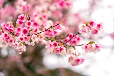 İlkbaharda güzel doğa pembe kiraz çiçeği (Sakura) arka planı