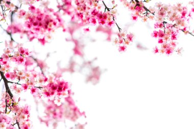 İlkbaharda güzel doğa pembe kiraz çiçeği (Sakura) arka planı