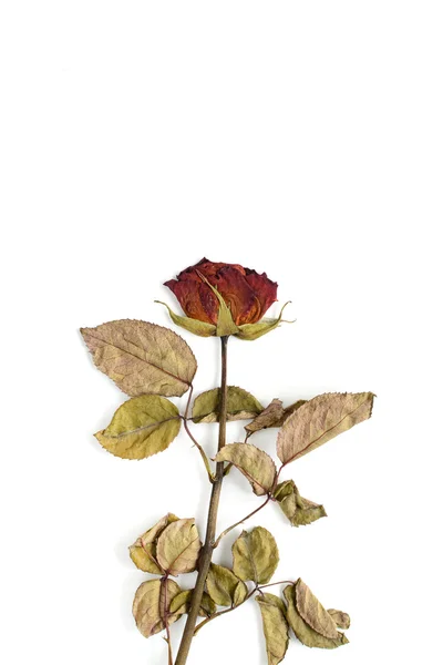 Einzelne getrocknete Rose Blume isoliert auf weiß — Stockfoto