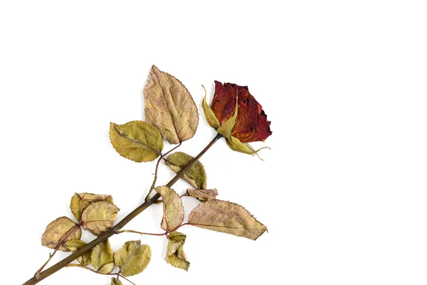 Один сушеный цветок розы изолирован на белом — стоковое фото