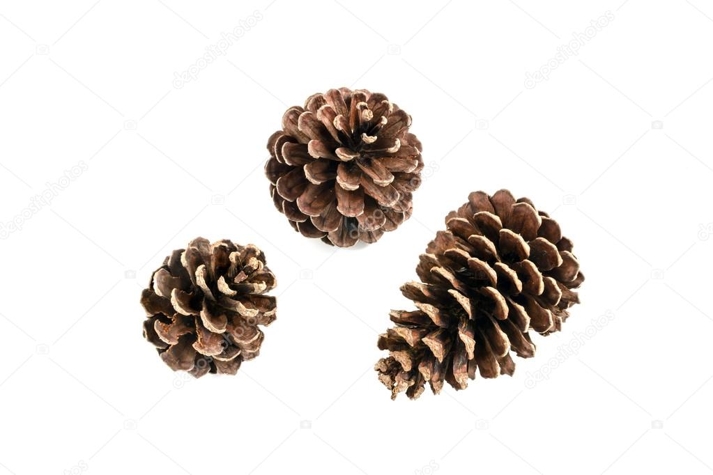 various pine cone trees isolated on white