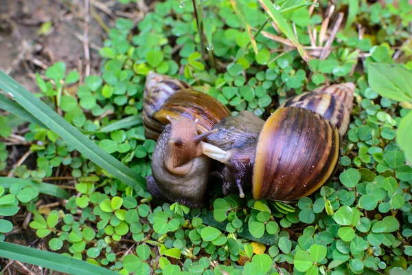 Uppfödning av snigel — Stockfoto