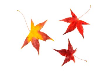 Sonbahar kırmızı akçaağaç yaprağı üzerinde beyaz izole
