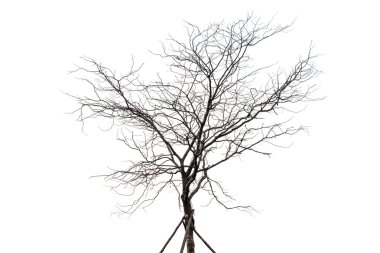 Yalnız ağaç beyaz arka plan üzerinde izole silüeti