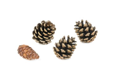 çeşitli çam koni ağaçlar üzerinde beyaz izole