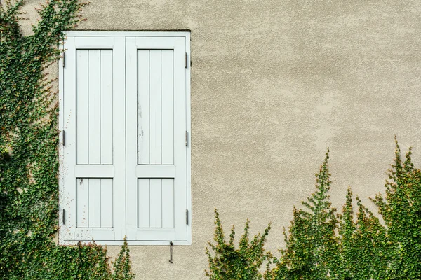 Altes Holzfenster mit grüner Pflanze wächst — Stockfoto