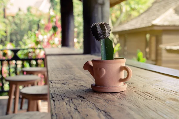 Маленький кактус на деревянном столе в кофейне — стоковое фото