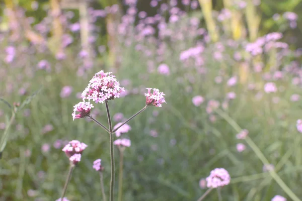 Bellissimo campo di Verbena in fiore, fiore viola — Foto Stock