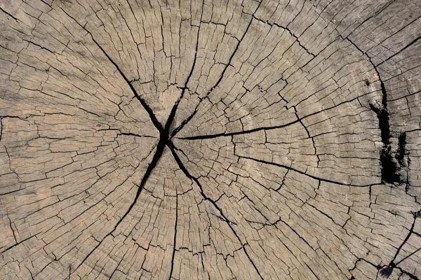 Tree stump wood textured and background — Stock Photo, Image