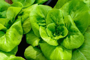 Organik hidroponik sebze yetiştirme çiftliği