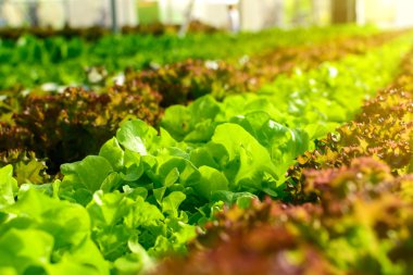 Organik hidroponik sebze yetiştirme çiftliği