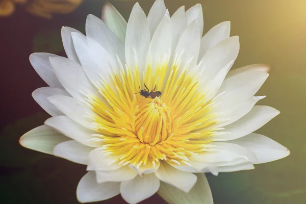 Detailní záběr krásný Bílý lotos (leknín) a včela — Stock fotografie