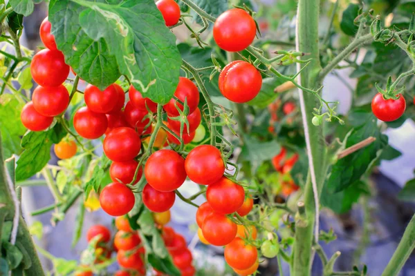 Un bouquet de tomates cultivées dans une ferme biologique agricole — Photo