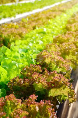 Organik hidroponik sebze yetiştirme çiftliği