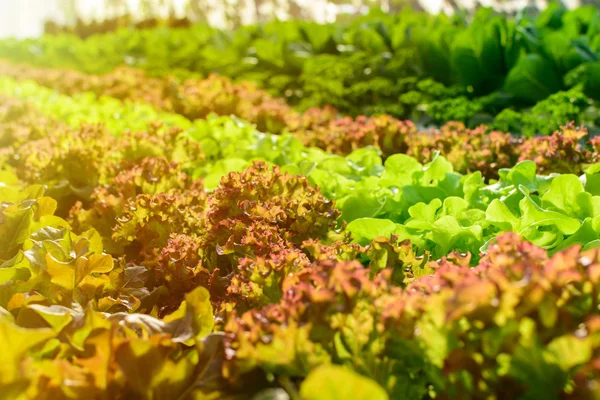Organik tanaman sayur hidroponik pertanian — Stok Foto