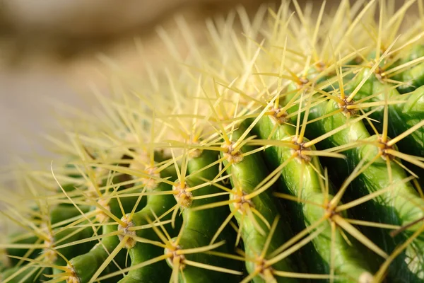 Macro op doorns van cactussen — Stockfoto