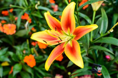 turuncu ve sarı Asya Lily çiçek çiçeklenme