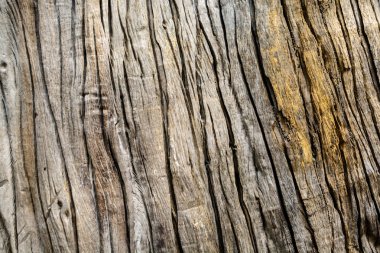 eski ağaç kabuğu dokulu arka plan