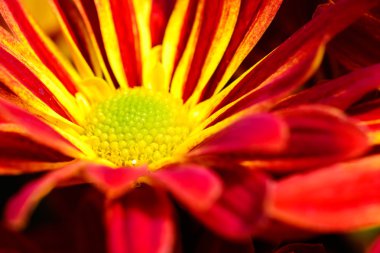 Kırmızı ve sarı Gerbera Daisies çiçekler