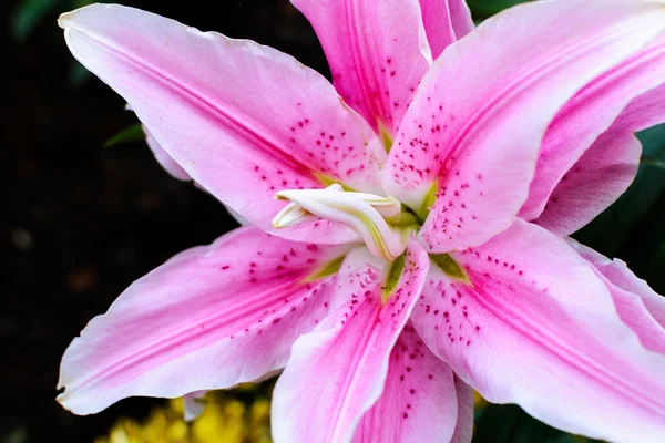 Lillium Oriental Rosa Lily Belonica — Fotografia de Stock