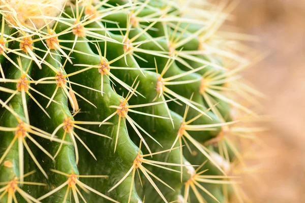 Macro sobre Espinas de cactus — Foto de Stock