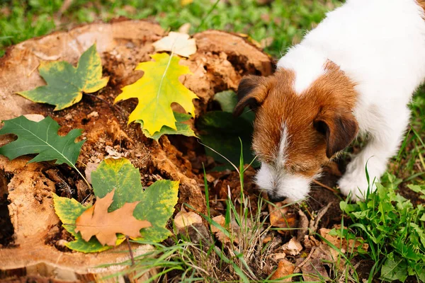 狗品种Jack Russell Terrier在秋天公园散步 — 图库照片