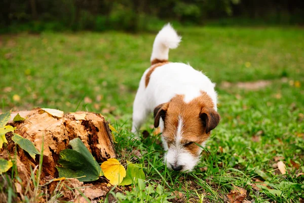 公园里可爱的狗杰克 罗斯塞尔躺在草地上 — 图库照片