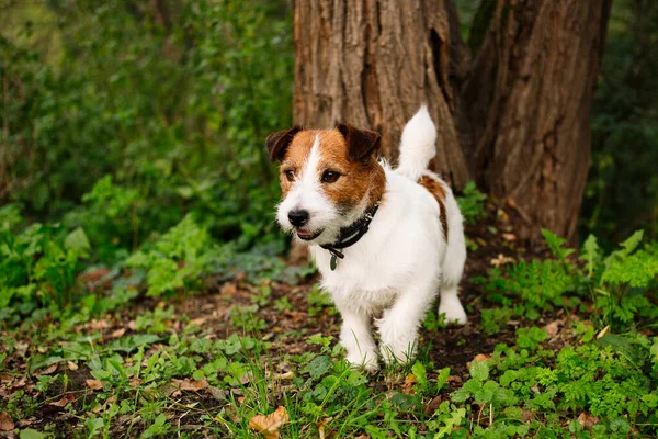 Cute Dog Park Jack Russell Lying Grass — Stock Photo, Image