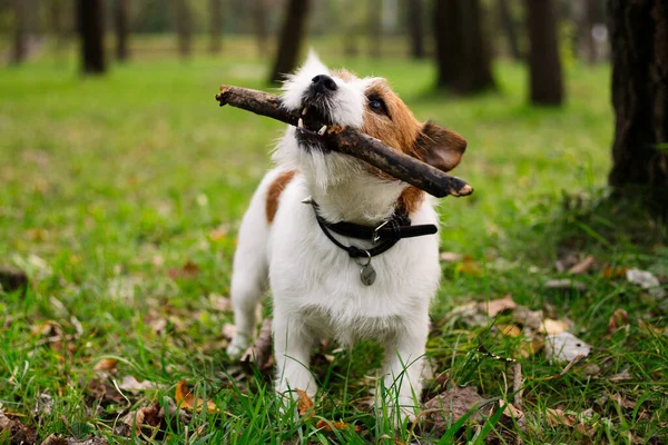 Cute Jack Russell Bears Stick Dog Playing Park — Stock Photo, Image