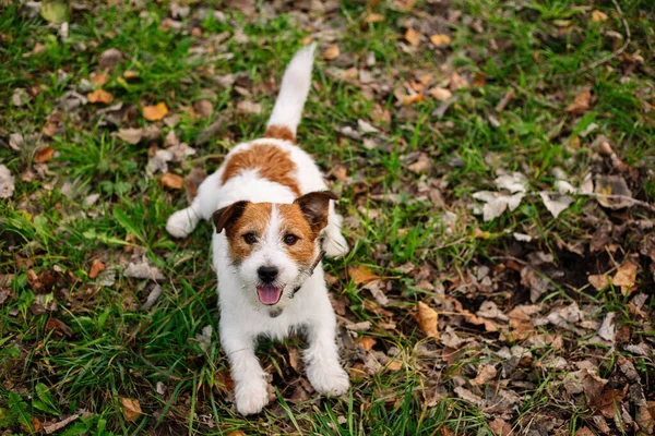 Cute Dog Park Jack Russell Lying Grass — Stock Photo, Image