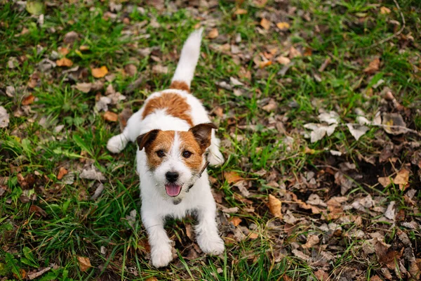 Χαριτωμένο Σκυλί Στο Πάρκο Jack Russell Βρίσκεται Στο Γρασίδι Φωτογραφία Αρχείου