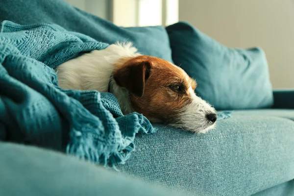 Portrait Sleeping Jack Russell Dog Sofa Cushion Blanket — Stock Photo, Image