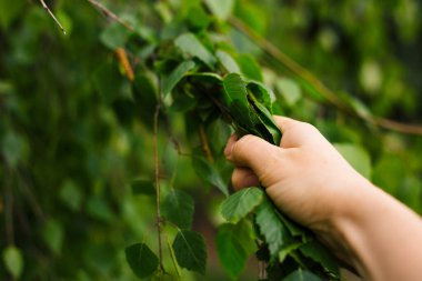 İnsan ve doğa teması. Çevre konsepti. İnsan ve ağaç arasında tokalaşma. Seçici odak