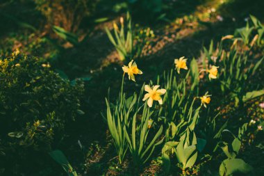 Büyüyen çiçek takvimi, kadife çiçeği. Güneşli bir gün. Bahçedeki güzel çiçek