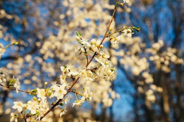 Bahar Çiçeği Arka Planı Çiçek Açan Ağaçla Güzel Bir Doğa — Stok fotoğraf