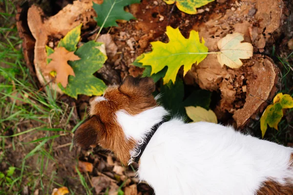 狗品种Jack Russell Terrier在秋天公园散步 — 图库照片