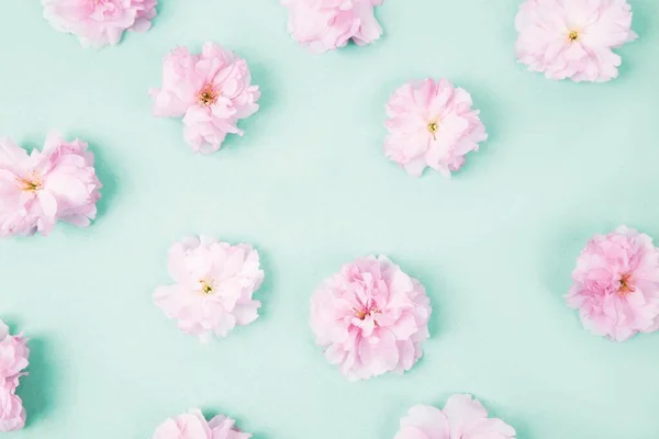 Cute spring sakura blossom pattern. Flower floral pattern with sakura flowers petals and on turquoise pastel background flat lay