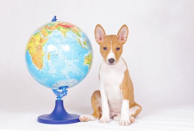 Kırmızı alçaklık köpek yavrusu