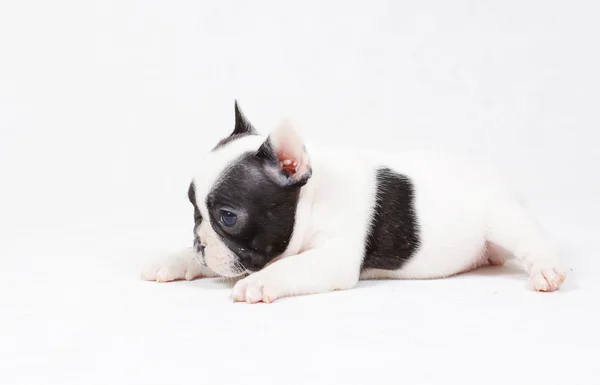 French Bulldog Puppy — Stock Photo, Image