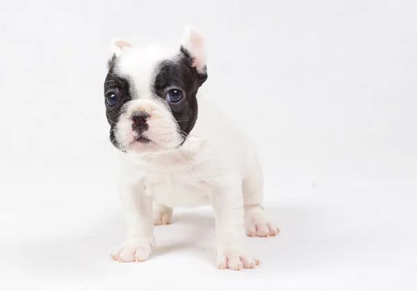 French Bulldog Puppy — Stock Photo, Image