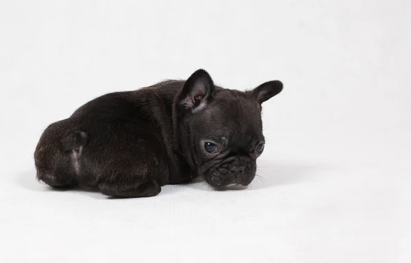 French Bulldog Puppy — Stock Photo, Image