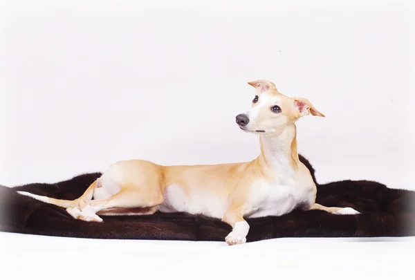 Whippet Dog Breed Profile | About.com Home — Stock Photo, Image