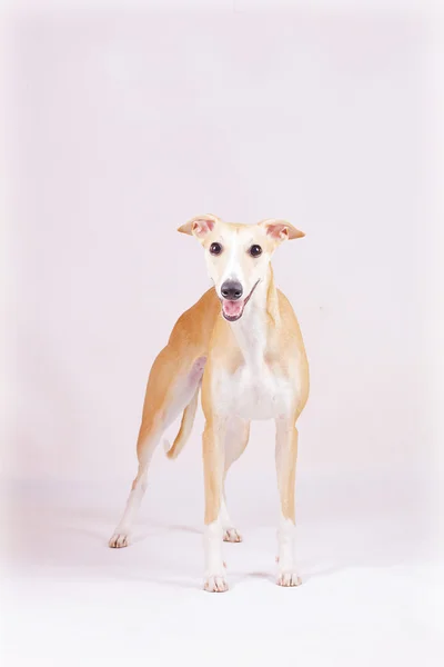 Whippet Dog Breed Profile | About.com Home — Stock Photo, Image