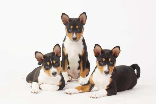 Basenji — Stockfoto